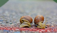 'Race Condition'